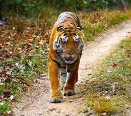 Kanha National Park, MP, India